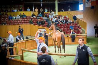 NZB has introduced a new incentive to support New Zealand trainers.